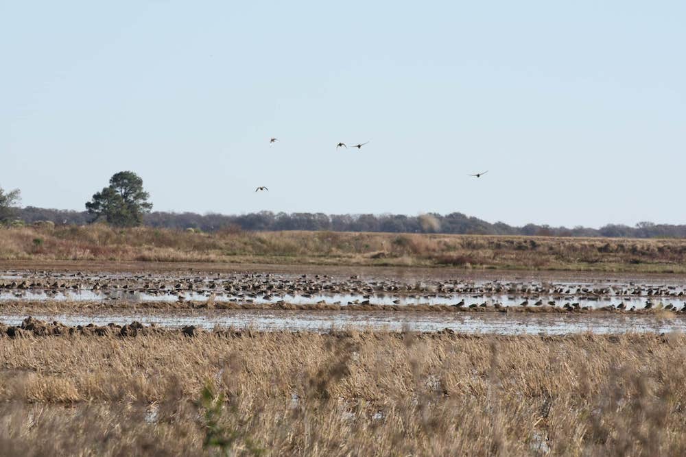 WRICE opportunities increase for duck hunters in 2023-24