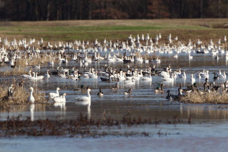 New cases of avian influenza confirmed in Arkansas