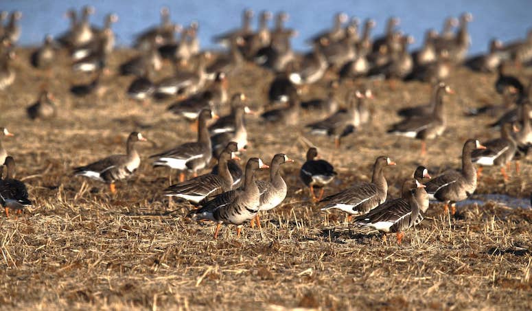 Waterfowlers wait for conditions to change