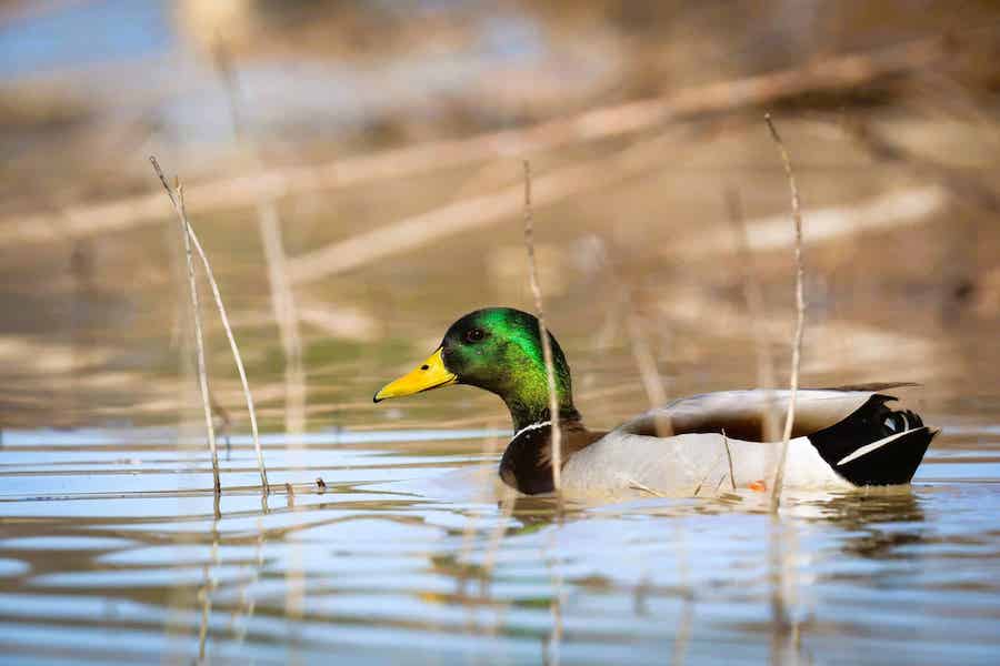 No surprises; State aerial survey shows modern-day low in Mallards