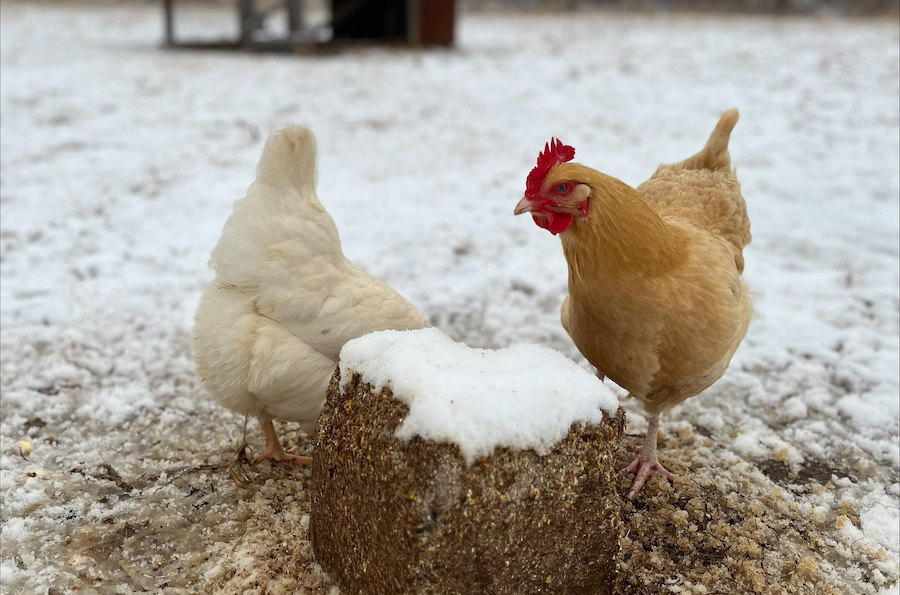 Backyard poultry coops prepped for cold still require good ventilation