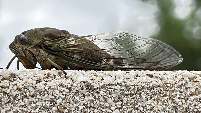 Rare dual brood emergence of cicadas coming this spring