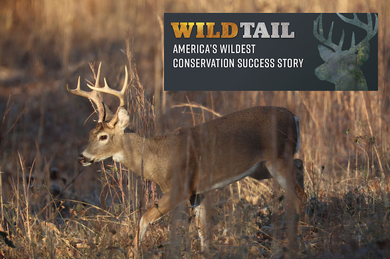 Tune in for a ‘WildTail’ on YouTube