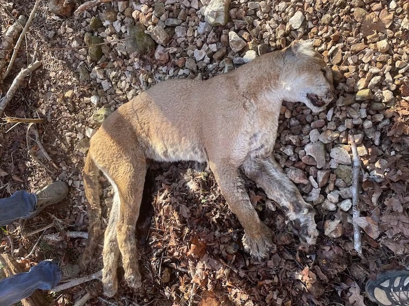 Mountain Lion carcass found on Slyamore WMA in north Arkansas