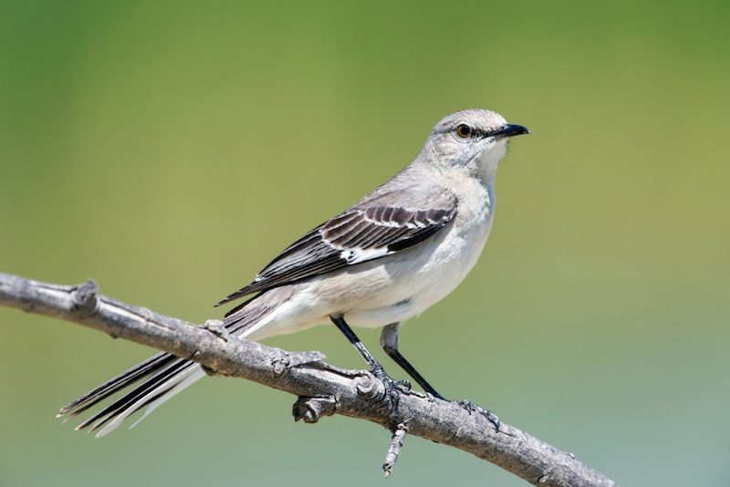 Celebrating Arkansas’s beloved State Bird: The Mockingbird