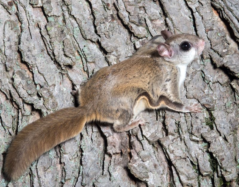 Arkansas’s most secretive squirrel has stylish air