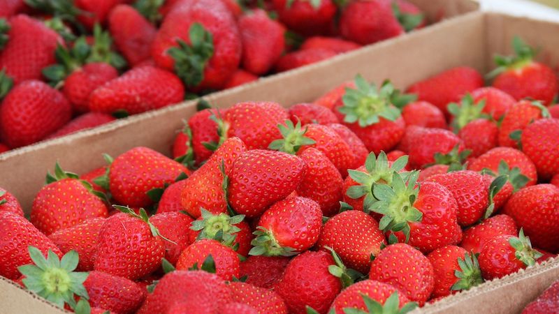 Arkansas strawberries arrive early, signaling start of fruit season