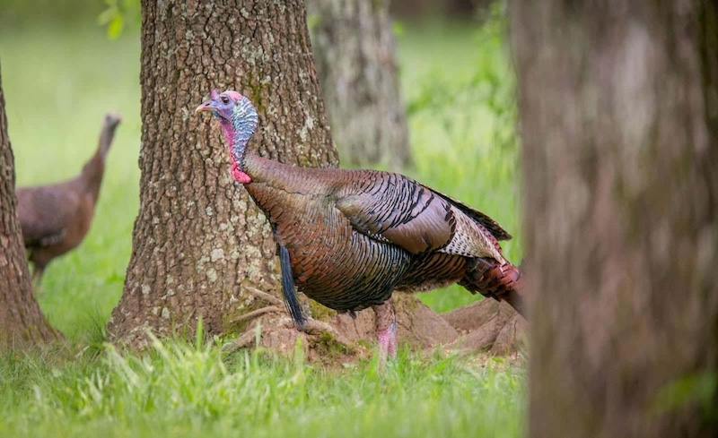 Top tips to get the most from this year’s special youth turkey hunt