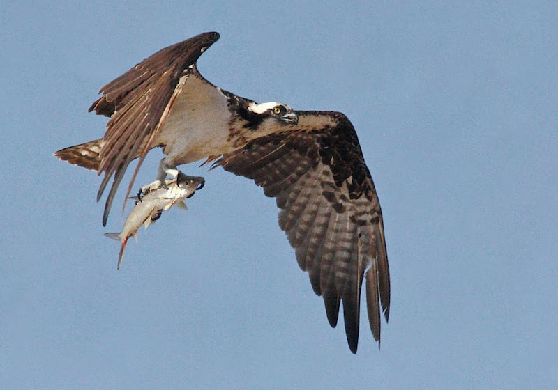 Flying Fisherman: Dive into aerial angling with the osprey